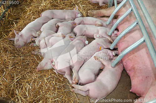 Image of Piglets