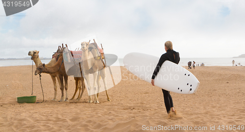 Image of Female surfer and camels at the beach of Essaouira, Morocco, Africa.