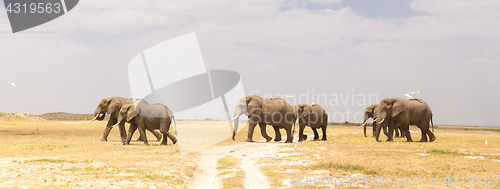 Image of Herd of wild elephants in Amboseli National Park, Kenya.