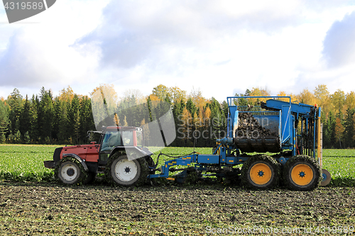 Image of Harvesting Sugar Beet in Autumn 