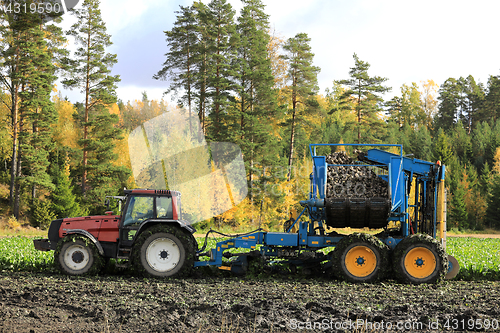 Image of Harvesting Sugar Beet on Beautiful Day of Autumn