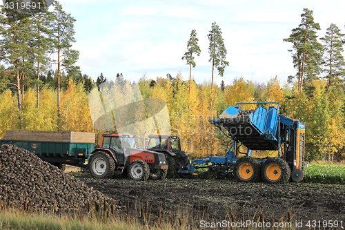 Image of Sugar Beet Harvest in Autumn