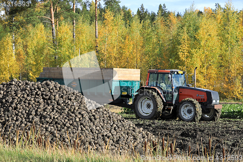 Image of Sugar Beet Harvest in Autumn