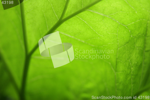 Image of Leaf