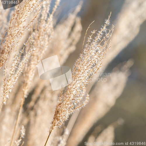 Image of Natural background of yellow reeds
