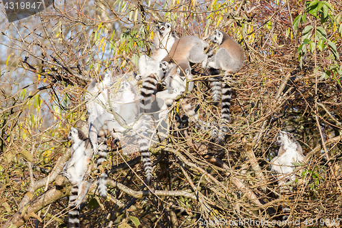 Image of Ring-tailed lemur (Lemur catta), group in a tree