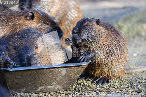 Image of Young coypu close up