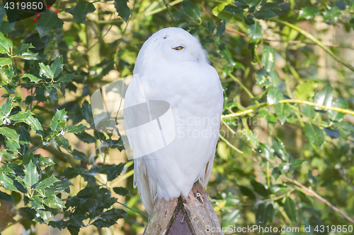 Image of Snowowl sitting still