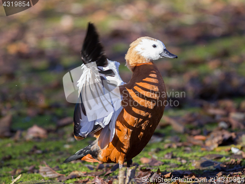 Image of Ruddy shelduck in the winter