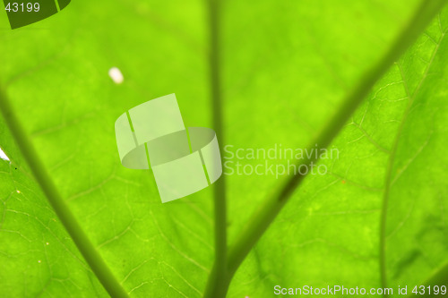 Image of leaf