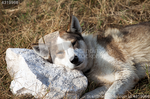 Image of Homeless dog sleeps on stone pillow 