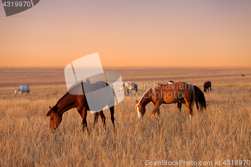 Image of Herd of horses grazing in sunny evening pasture