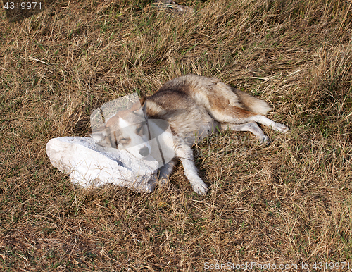Image of Homeless dog sleeps on stone pillow in glade with dry grass