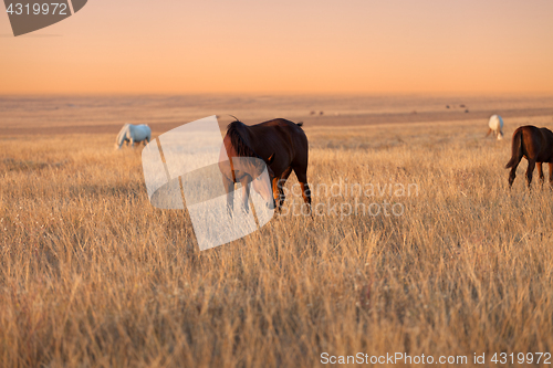 Image of Herd of horses grazing in evening pasture