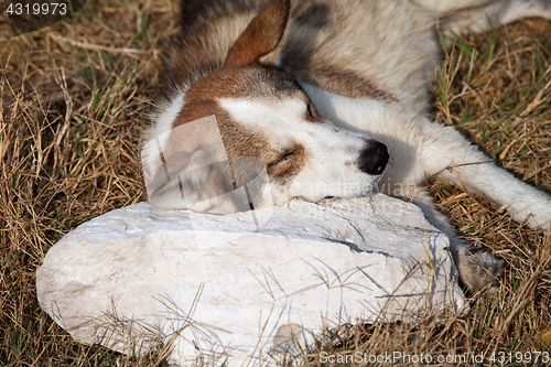 Image of Homeless dog sleeps on stone pillow