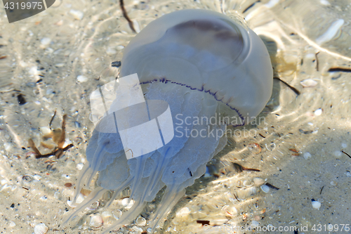 Image of Jellyfish (Rhizostomae) swim in sea