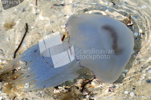 Image of Jellyfish (Rhizostomae) swim in sea