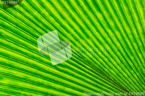 Image of green leaf texture