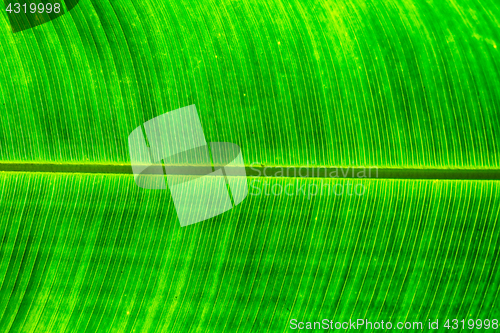 Image of green leaf texture