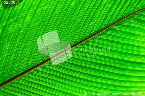 Image of green leaf texture