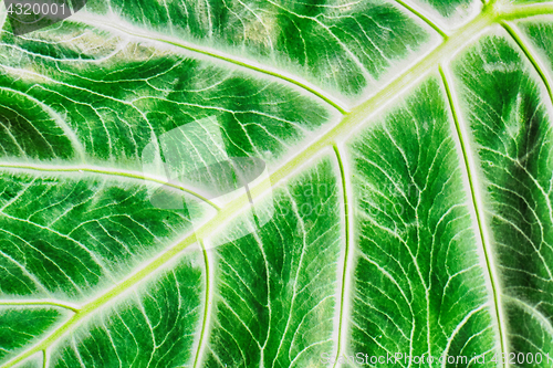 Image of green leaf texture