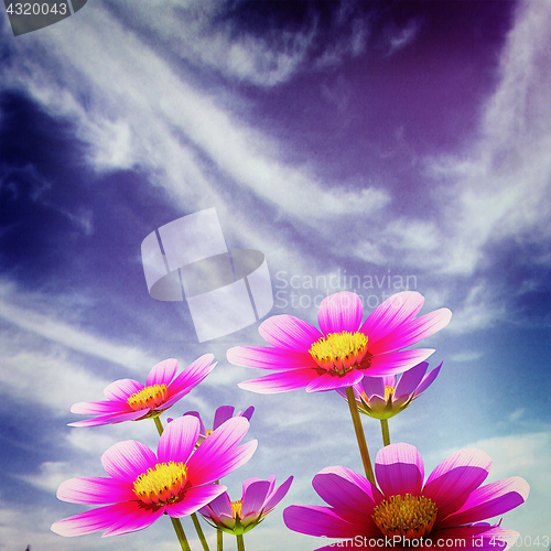 Image of Beautiful Cosmos Flower against the sky. 3D illustration.. Vinta