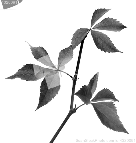 Image of Black and white branch of grapes leaves