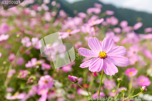 Image of Cosmos flower