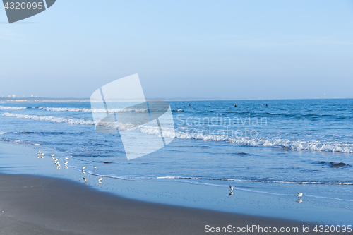 Image of Beach and seagull