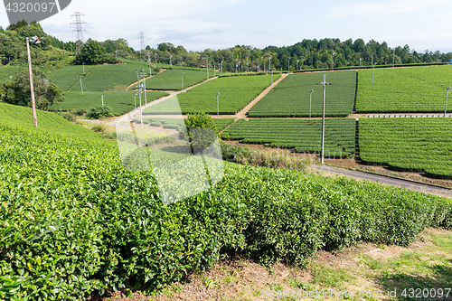 Image of Green Tea plantation