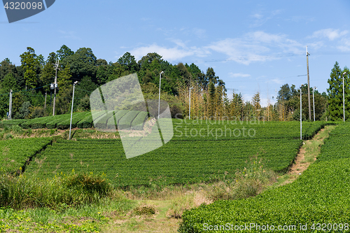 Image of Tea Plantation 