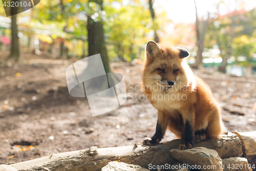 Image of Lovely fox at outdoor in autumn