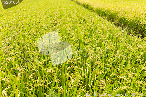 Image of Fresh rice field