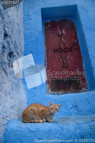 Image of Cat in Chefchaouen, the blue city in the Morocco.