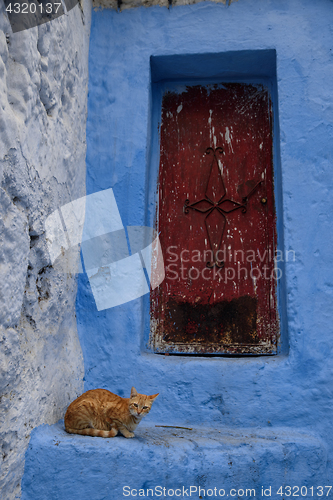 Image of Cat in Chefchaouen, the blue city in the Morocco.
