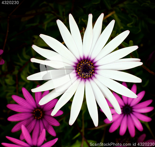 Image of Garden Daisy Flowers