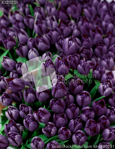 Image of Dark Violet Tulips Background