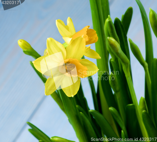 Image of Wild Yellow Daffodils