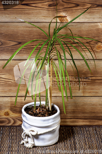 Image of Dracaena in Pot