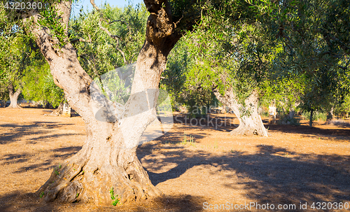 Image of Old olive trees in South Italy