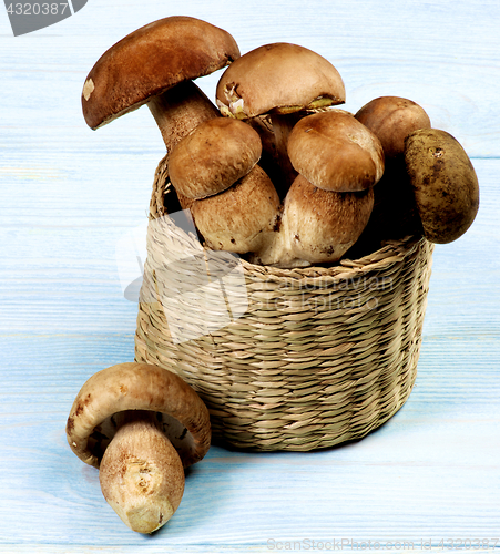 Image of Fresh Boletus Mushrooms