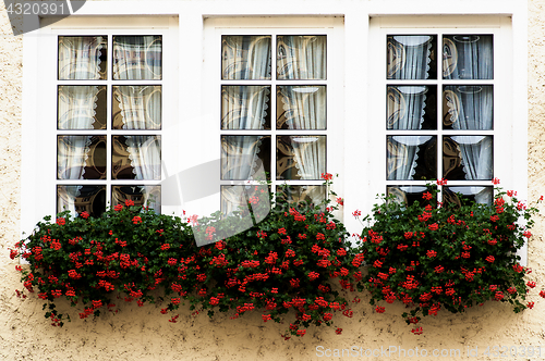 Image of Windows with Flower Sill
