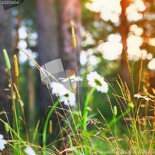 Image of Red Butterfly On a Daisy In Summer Forest