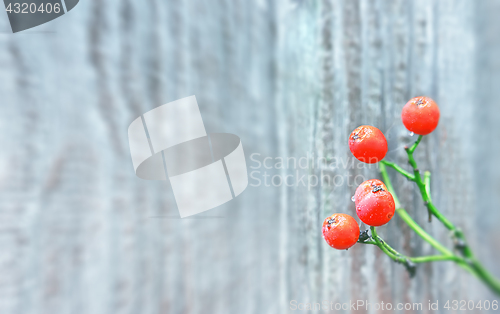 Image of Autumn Background With Orange Berries