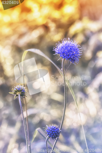 Image of Blue Sea Holly Eryngo Flower