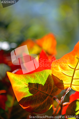 Image of Autumnal maple leaves 