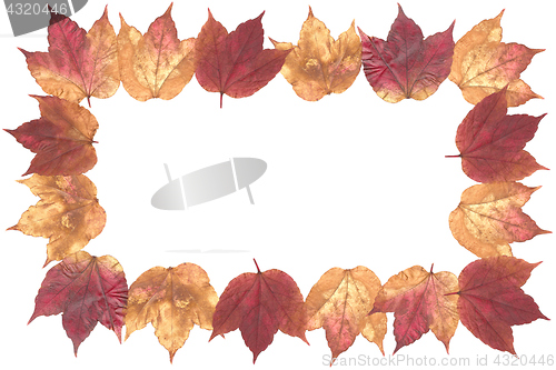 Image of Autumn Leaves Isolated on white background