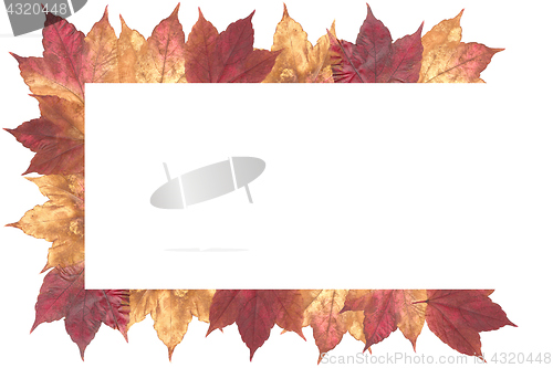 Image of Autumn Leaves Isolated on white background_3