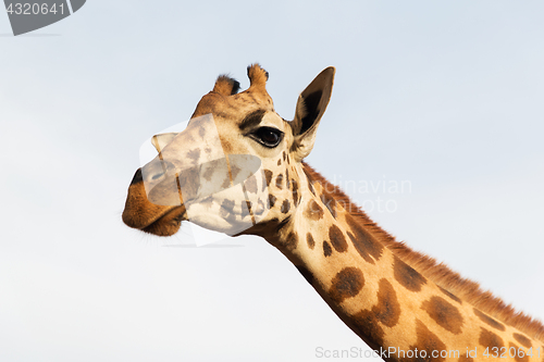 Image of giraffe in africa