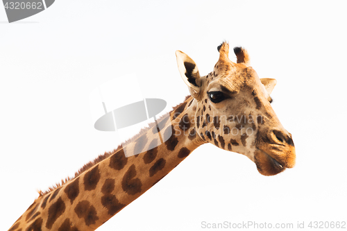 Image of giraffe in africa